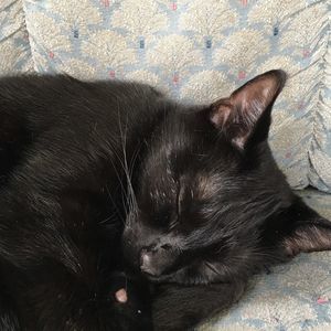 Meet your Posher, Shannon